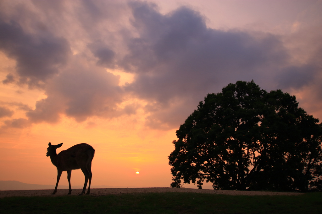 若草山での夕暮れ