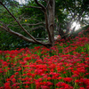 曼珠沙華の土手