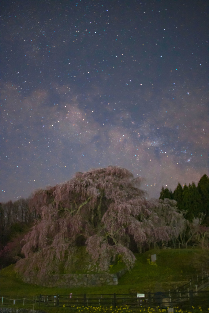 夜に咲く・・・