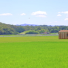 緑の風