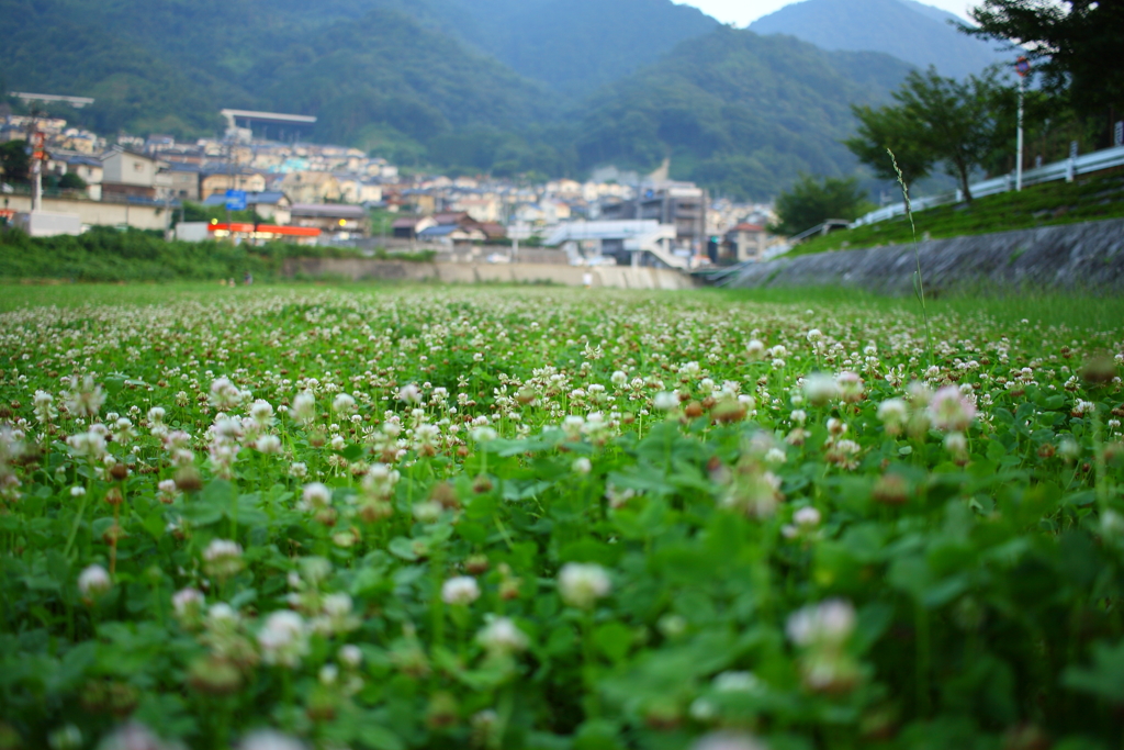 お花のじゅうたん