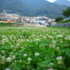 お花のじゅうたん