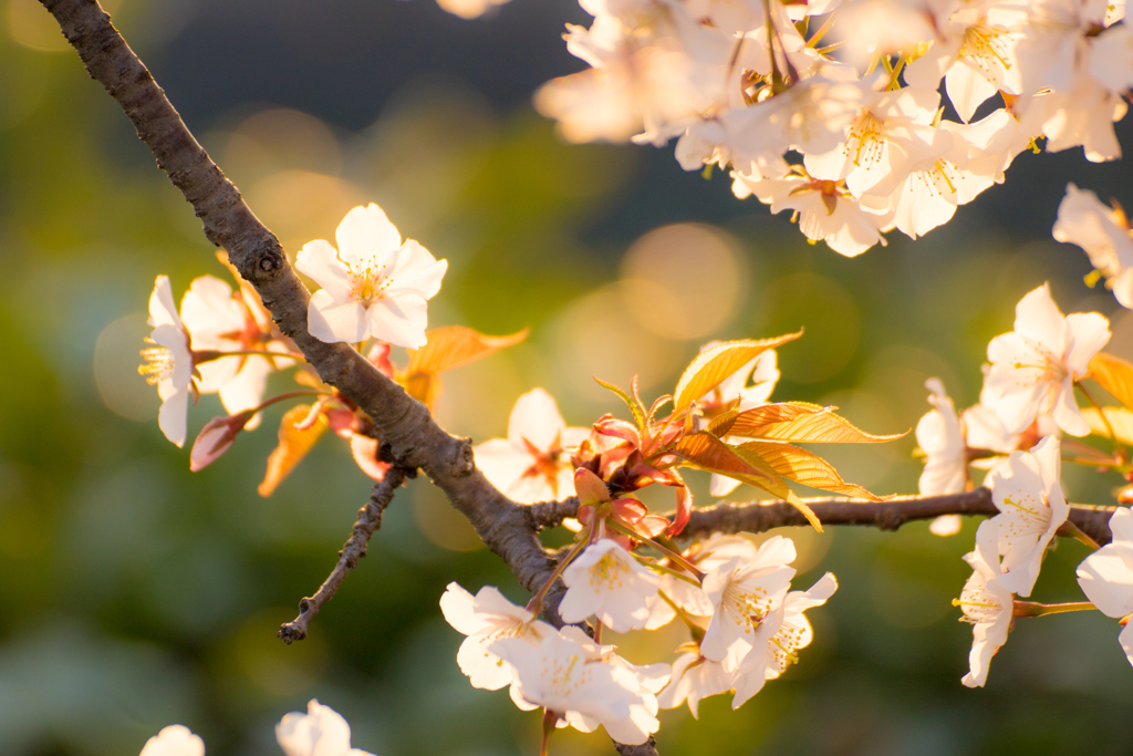 桜その２