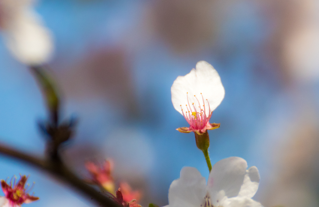 桜撮り納め