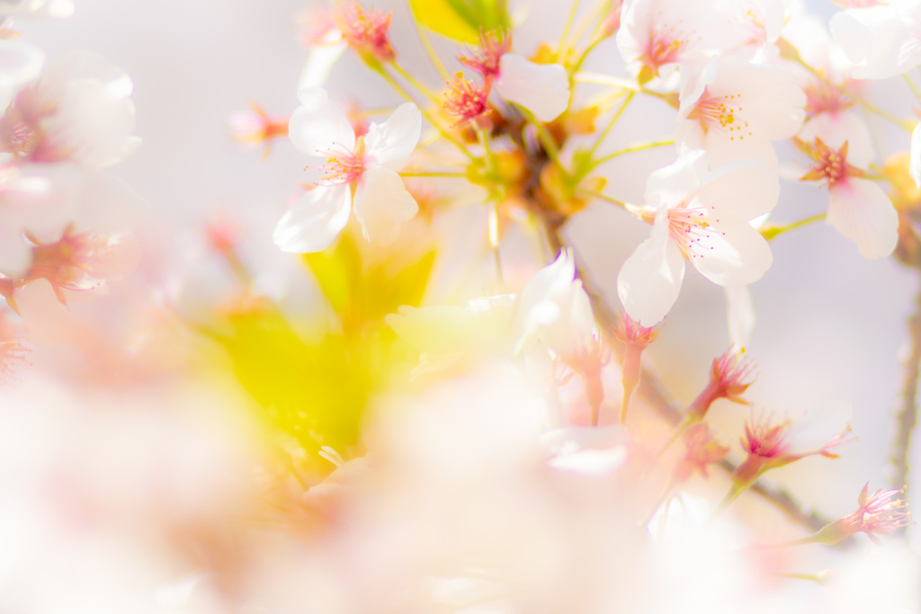 桜間に合いました