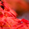 紅葉を撮りに行く