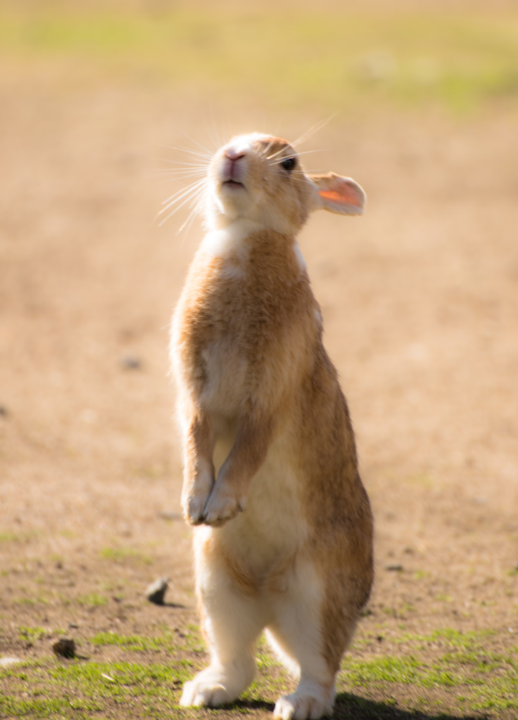 うさぎもふもふ