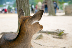 シカさん