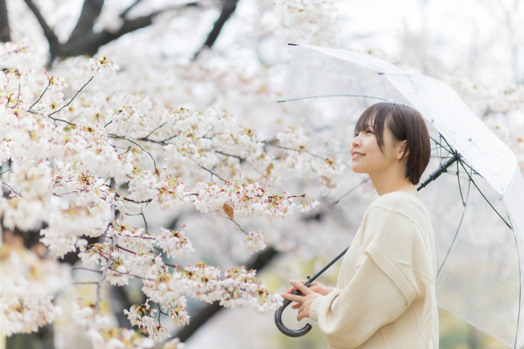 桜独り占め