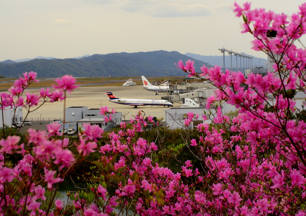 お花とヒコーキ