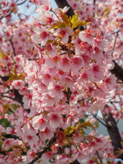 河津桜