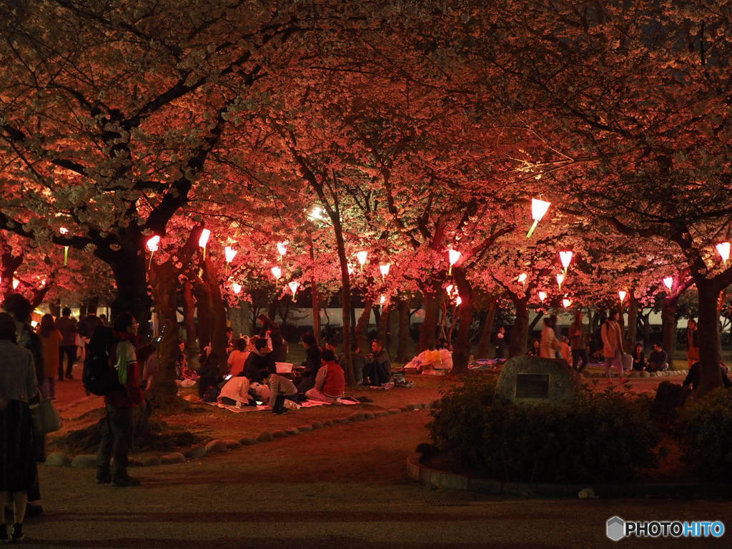 鶴舞公園夜桜