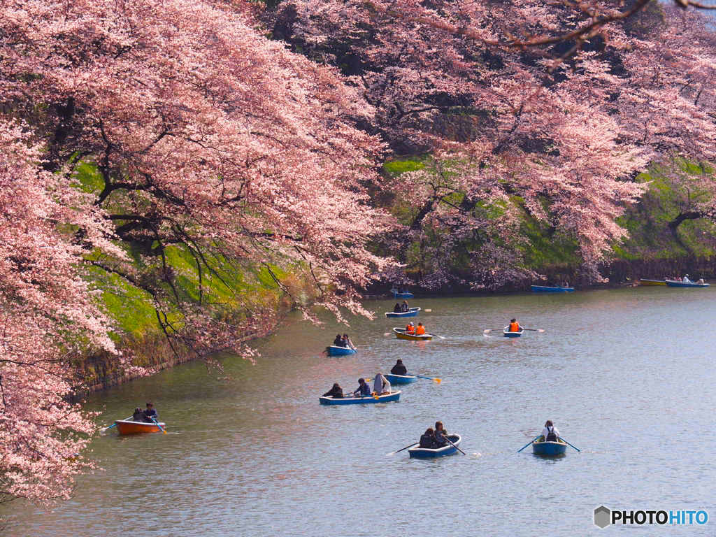 千鳥ケ淵の桜