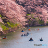 千鳥ケ淵の桜