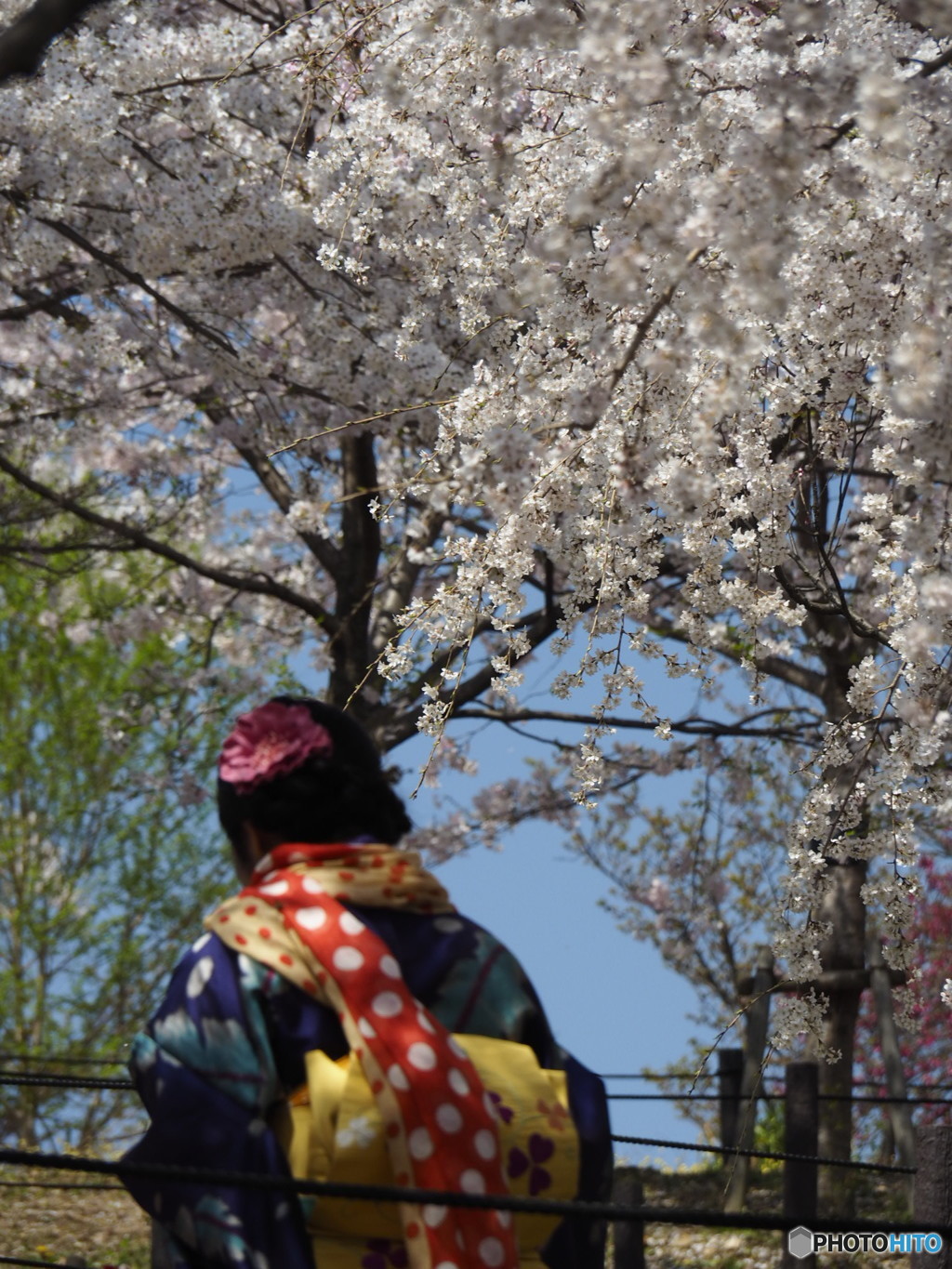 日本の春