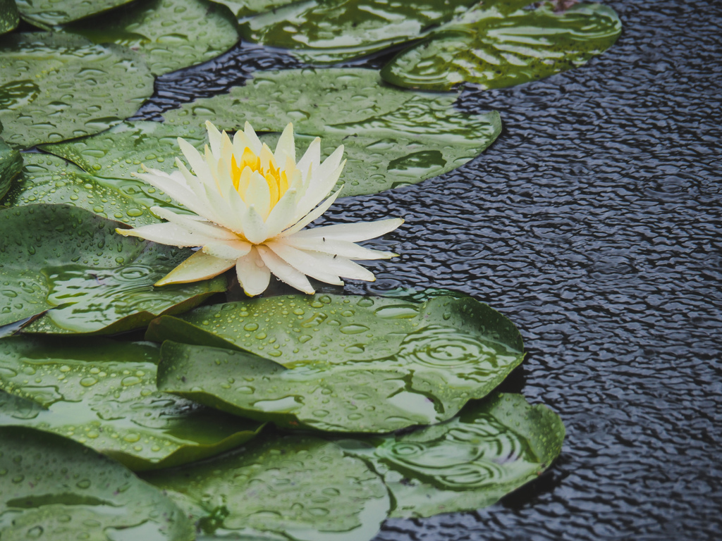 雨の睡蓮