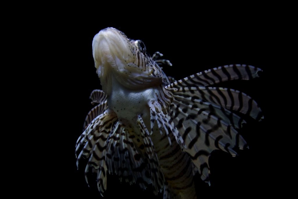 水族館にて1