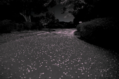 桜散り果てても