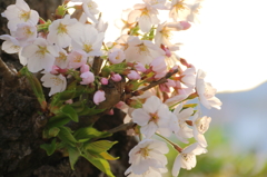 芽吹き