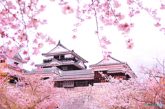 春の松山城