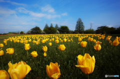 DP0Q0290
