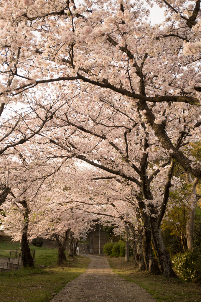 桜トンネル