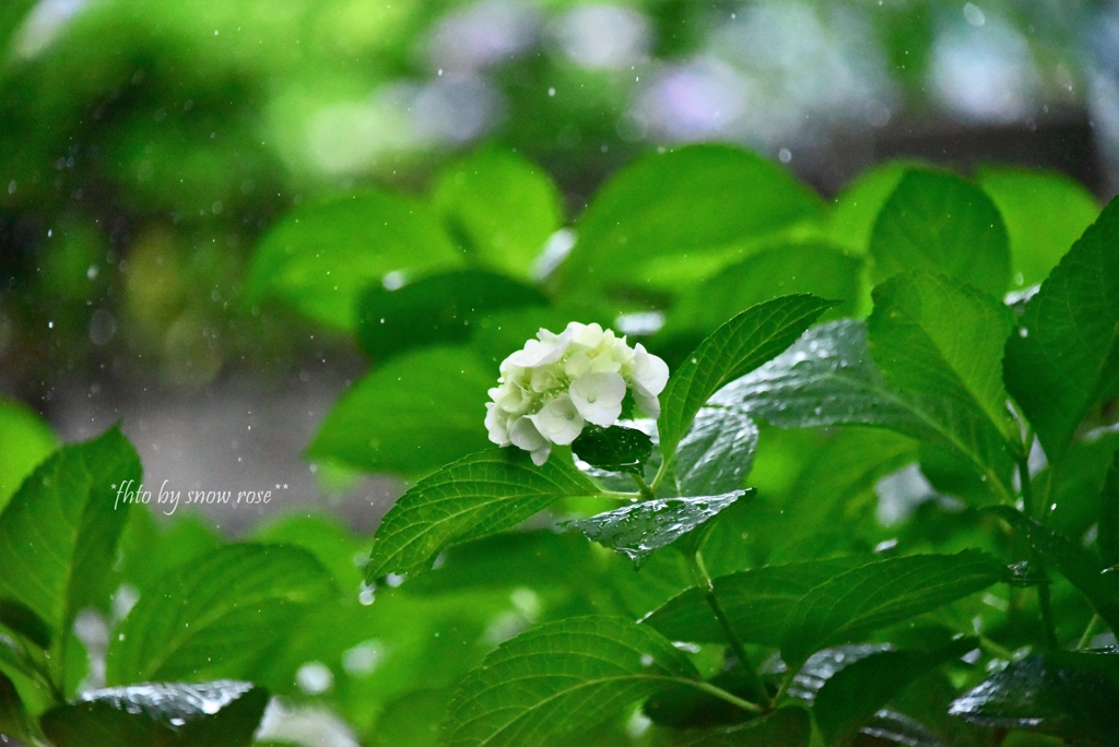 雨もまた楽し