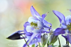 Columbine