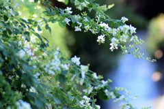 白萩の花
