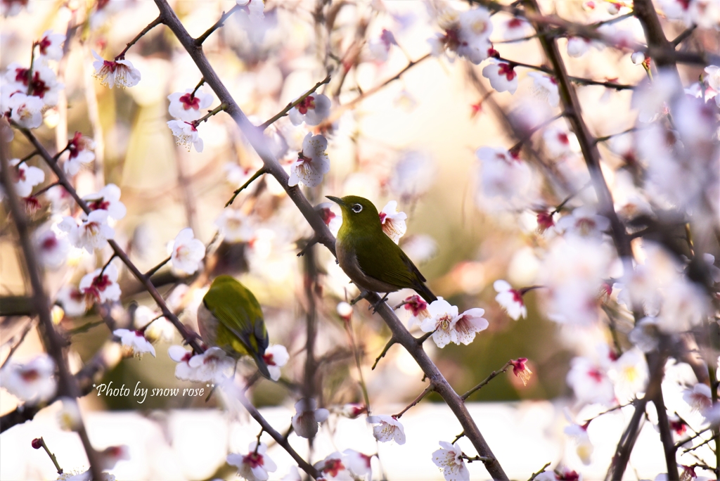 メジロ 梅の花 By Snow Rose Id 写真共有サイト Photohito