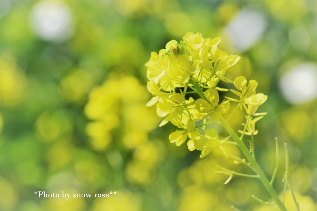 菜の花の夢