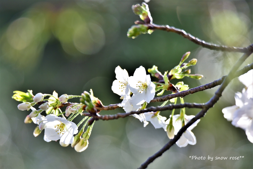 桜の季節