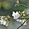 桜の季節