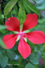 まだ花盛り
