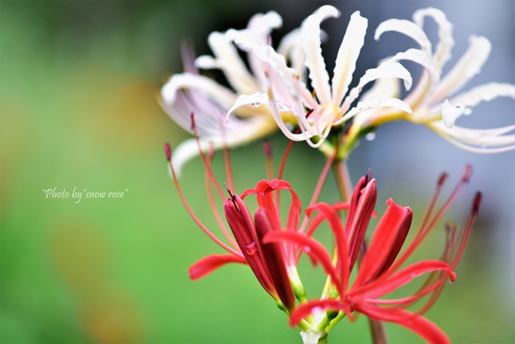 Red &White