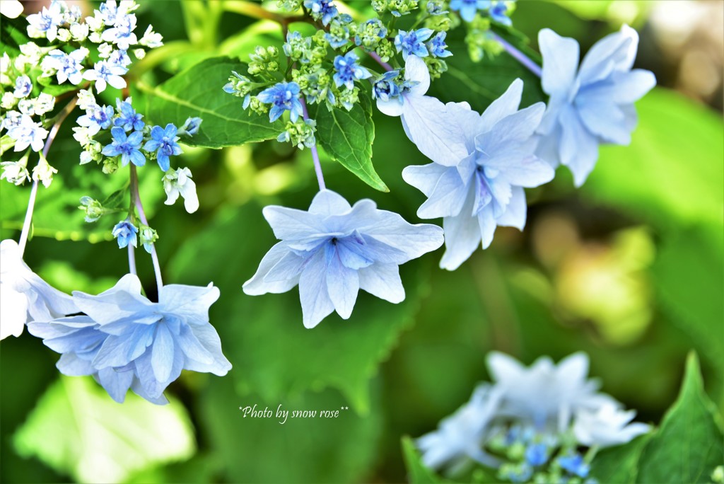 墨田の花火