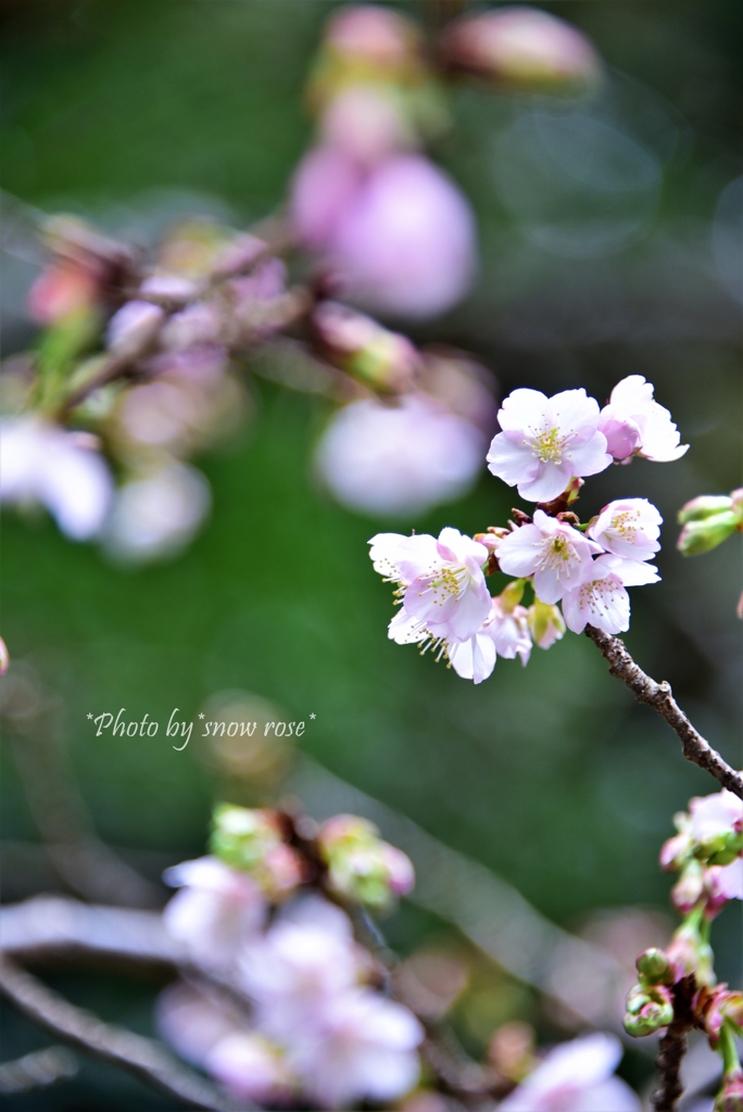 寒桜に出会えて嬉しいっ