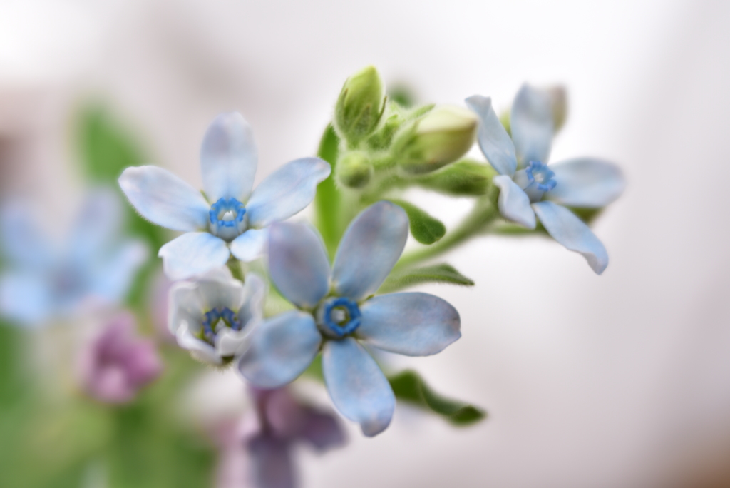 涼やかなお花を