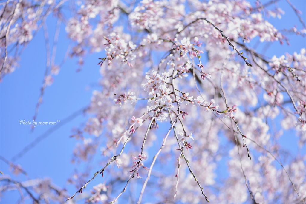 一足先に枝垂れ桜