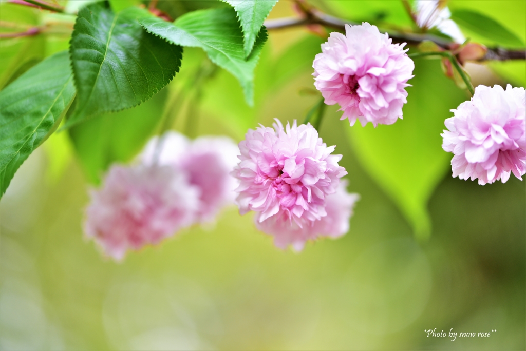 八重桜