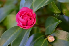 一番咲！庭の山茶花