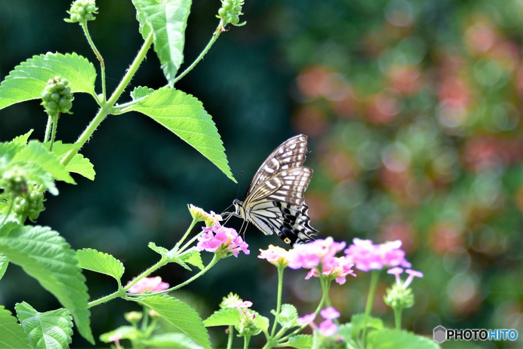 蝶はランタナのお花がお気に入り