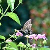 蝶はランタナのお花がお気に入り