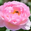 秋薔薇　セプタード・アイル