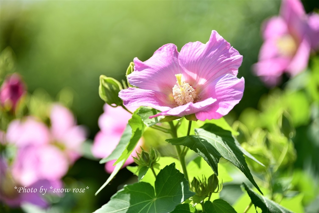 芙蓉の花