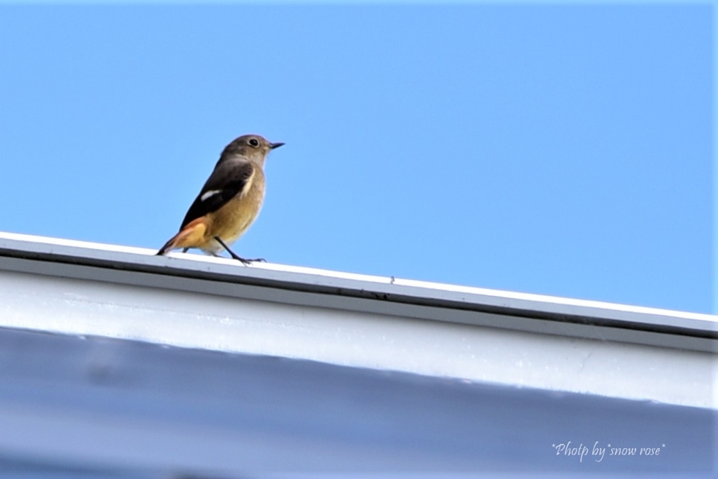 冬鳥の季節が・・・