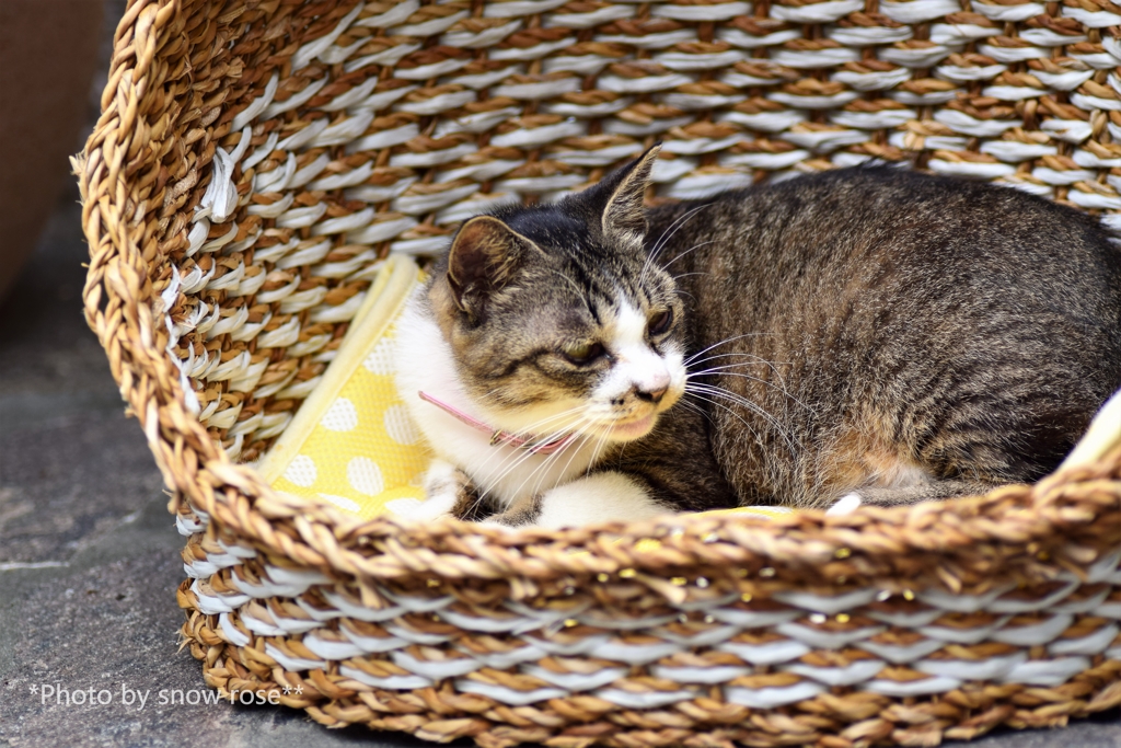看板ねこ