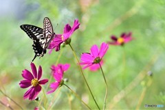 花から花へと～♬