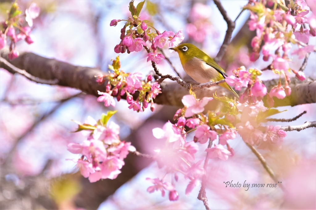 春めいてきました♪