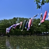 泳いでます